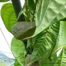 은행농장(염소) 이미지