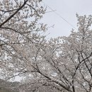 운문댐하류보4 이미지