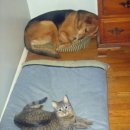 고양이 자리 이미지