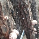 금파농장 이미지