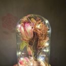 주니캔들 이미지