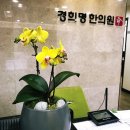 남국의파초 이미지