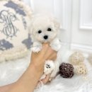 화이트 퍼피 켄넬 이미지