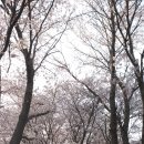 강남중학교 Daum카페