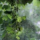 비오는날의추억 이미지