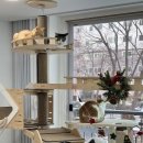 고냥이네 | 광주 고양이 보호소 봉사 후기, '꿈꾸는 고냥이' 다녀왔어요