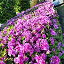 호수공원14로 이미지