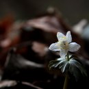 바람꽃