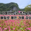 영월통로 | 2025 영월 동강 붉은메밀꽃축제 완벽 가이드