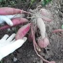 혜숙농장 이미지