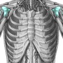 synovial joint capsule(윤활주머니) 이미지