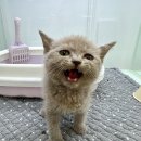 논현동물병원 이미지