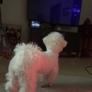 댕댕'sweet 이미지