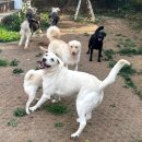 댄싱도그 이미지