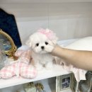 멜로디펍스 | 대구애견 건강하고 예쁜 아이들 만나는 곳 멜로디펍스 후기