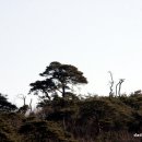 소나무풍경 이미지