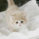 노르웨이숲 - 서산시 안견로 235 | 노르웨이숲