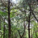 우면산3-9 이미지