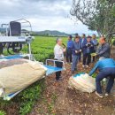 보성백록다원 이미지