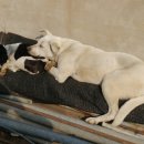 덕현목장 이미지