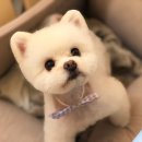 올리브펫살롱 이미지