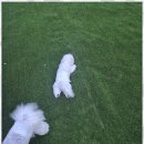 더블루네스 | 안면도펜션 태안 안면도 더블루네스와 함께하는 반려견과의 특별한 하루