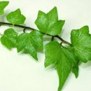 아이비약국 이미지