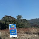 청남가든 | 청남대 가을축제 11월 9일까지! 임산부도 걷기 좋은 단풍 산책코스 후기