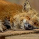 달빛여우 이미지