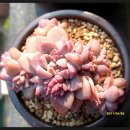 제눈에안경 이미지