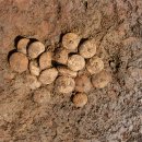 제주 삼양동 유적 이미지