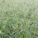 대풍미가 Daum카페