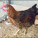 우리토종삼계탕 이미지