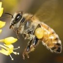 RoyalJelly 이미지