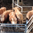 이화목장 이미지