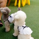 달달하개 이미지