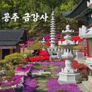 공주 금강사 꽃잔디 실시간 및 주차정보