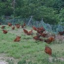 제추골 황토펜션 이미지