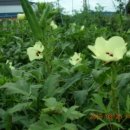 삼안농장 이미지