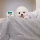 켄넬203 말티푸분양, 미니비숑분양 이미지