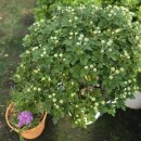 정읍시북부노인복지관 | 정읍시북부노인복지관 2025년 ESG 사업 하반기 국화나눔 진행 안내