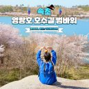 우면산 (범바위 정자 옆) | 속초 저녁 볼거리 영랑호 영랑호수윗길 벚꽃 범바위 자전거 포토존