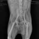 우장산동물의료센터 이미지