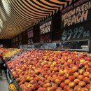 유로카스토리 | 🤍신혼여행🤍 3. '여유'를 도시화를 한다면 그건 바로 퍼스 #퍼스여행 #퍼스근교여행