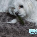 참플러스 덴탈 이미지