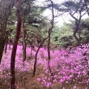 꽃동산 이미지