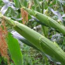 대학찰옥수수 이미지