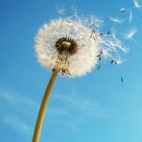 노고지리 이미지