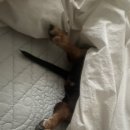 마이야르 | 중곡동 삼겹살 맛집 마이야르 잘하는 집 현지인 추천 후기