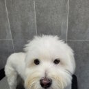 청 애견미용 이미지